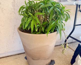 Potted plant