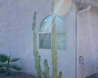Tall potted cacti and succulents