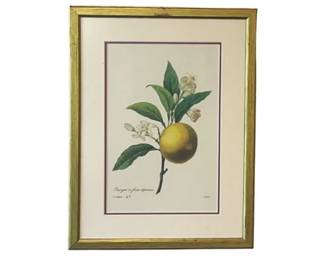 Orange Botanical Illustration By Pierre-Joseph Redout