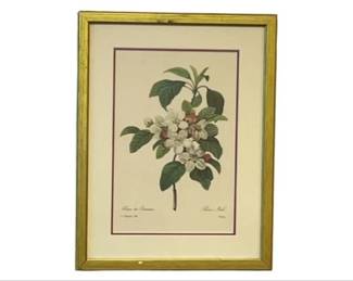 Fleurs De Pommier Botanical Illustration By Pierre-Joseph Redoute
