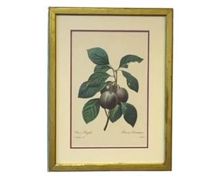 Prune Fruit Botanical Illustration By Pierre-Joseph Redoute
