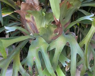 Staghorn plant