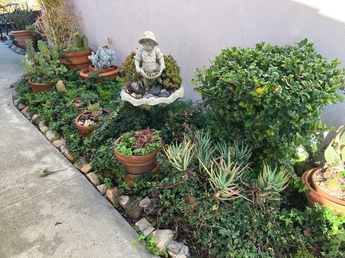 Garden decor including succulents, cactus, and large pots