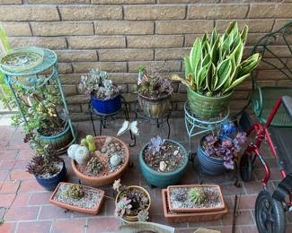 Cactus and succulents in pots