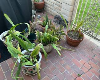 Epiphyllums with beautiful flowers and colors during the spring months.