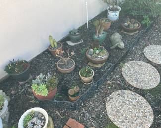 More cactus and succulents in nice pots