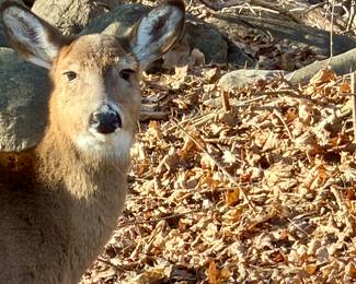 Meet our daily visitors!