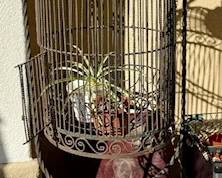 Lorenzana Bird Cage Outdoor.jpeg