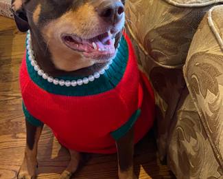 Zelda's Dressed for the Holidays! Wearing Her Pearl's. SHE IS THE FAMILY PET, && NFS.
