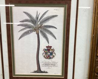 PAIR OF GEORG DIONYSIUS EHRET PALM TREE BOTANICAL PRINTS NO SHIPPING PICKUP ONLY