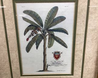PAIR OF GEORG DIONYSIUS EHRET PALM TREE BOTANICAL PRINTS NO SHIPPING PICKUP ONLY