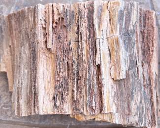 Petrified Wood