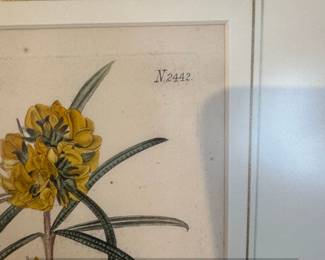 Botanical Illustration of Oxylobium arborescens second image