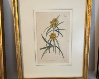 Botanical Illustration of Oxylobium arborescens