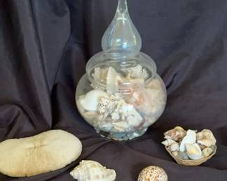 Collection of Seashells