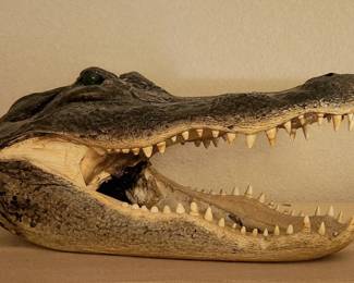 Taxidermy Alligator Head