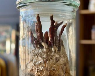 Home Grow Kit for Reishi Mushrooms 