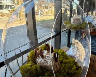 Large Hanging Plexiglass Terrarium Featuring Moss and Mushrooms (3 available)