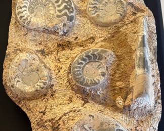 Large Polished Ammonite Fossil Slab with Orthoceras
