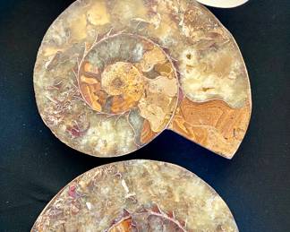nautilus & ammonite specimens