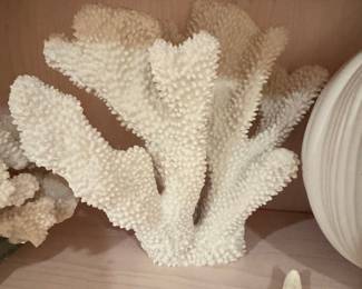 White Staghorn Coral Specimen