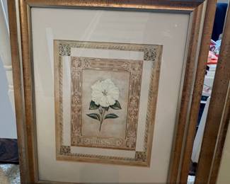 Framed Botanical Print of a White Hibiscus