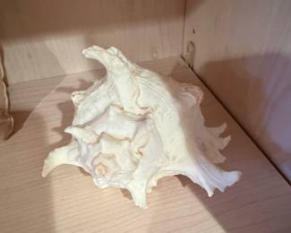 Murex Ramosus Shell