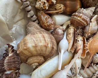 Assorted Seashell Collection second image