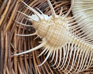 Assorted Seashell Collection sixth image