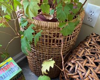 Cissus rhombifolia Grape Ivy Plant in Wicker Basket