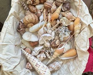 Assorted Seashell Collection