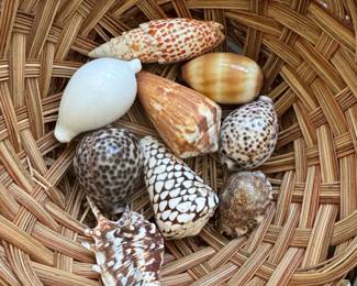 Assorted Seashell Collection fourth image
