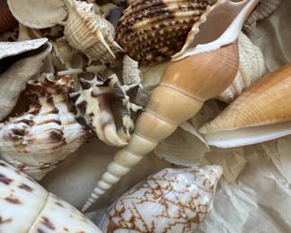 Assorted Seashell Collection third image