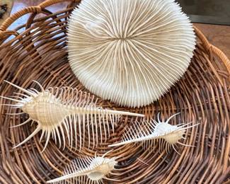 Assorted Seashell Collection fifth image