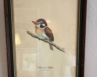 White-eared Puffbird Litho