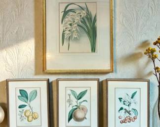Vintage Botanical Prints