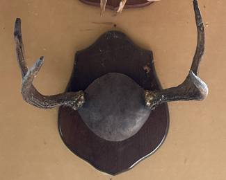 Mounted Set of Antlers