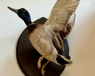 Mounted Taxidermy of Mallard Duck
