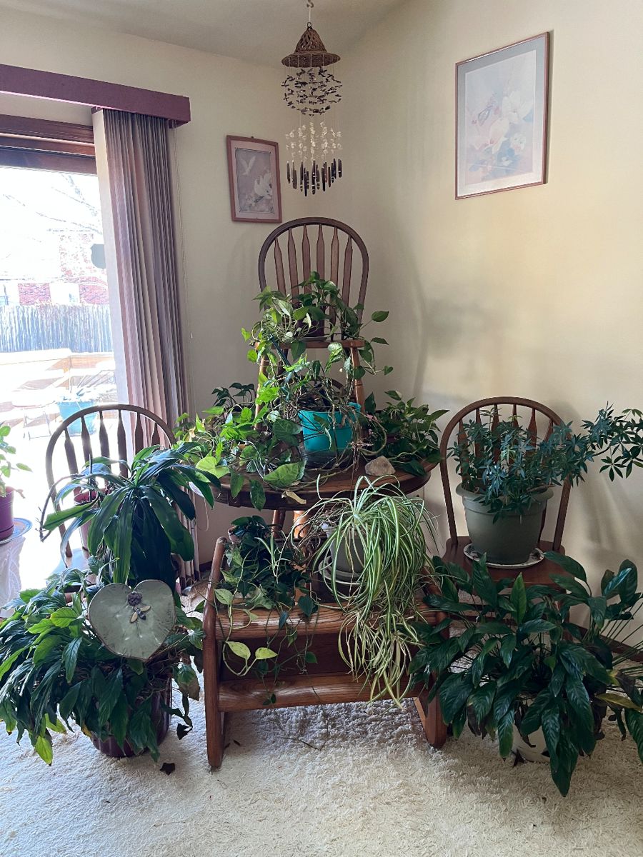 Lots of healthy plants, round table with 4 chairs, 