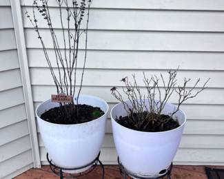 252 2PlanterswithMetalStandsRoseBushLemonOregano