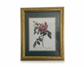 Framed Botanical Print of Rosa Indica Fragrans by PierreJoseph Redout third image