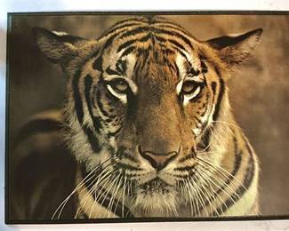 Vintage Tiger Artwork