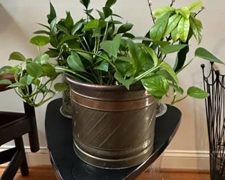 Indoor plant