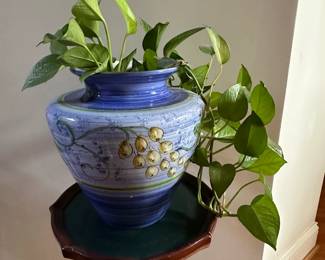 Pothos Plant 
