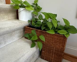 Pothos Plant Collection 
