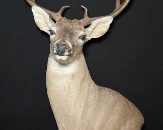 Professional Whitetail Deer Classic Rack Structure