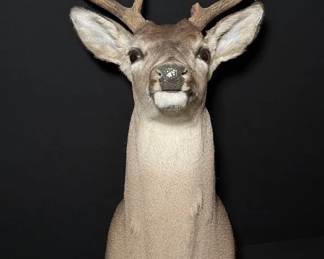  03 Whitetail Deer Shoulder Mount Quality Taxidermy