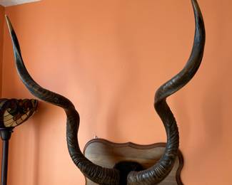 African Kudu horns