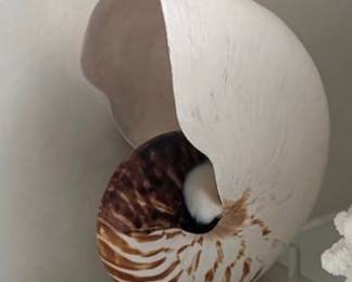 Nautilus  seashell