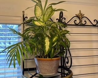 H85 - $20. Large Houseplant in a ceramic planter. 